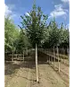 Winterlinde 'Rancho' | Tilia cordata 'Rancho'