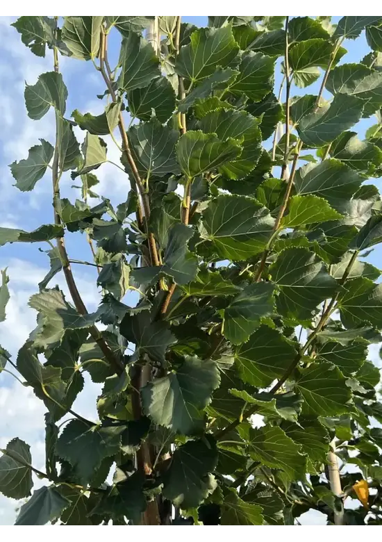 Winterlinde 'Rancho' | Tilia cordata 'Rancho'