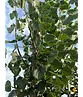 Winterlinde 'Rancho' | Tilia cordata 'Rancho'