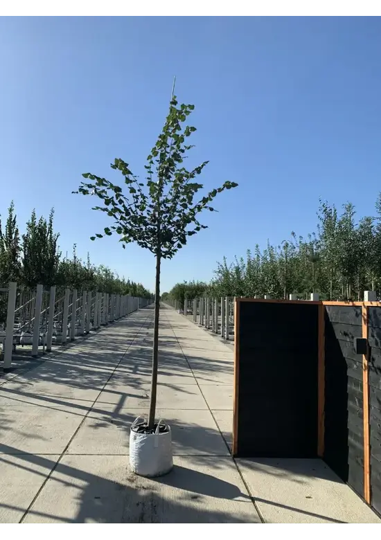 Winterlinde 'Rancho' | Tilia cordata 'Rancho'