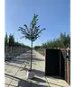 Winterlinde 'Rancho' | Tilia cordata 'Rancho'