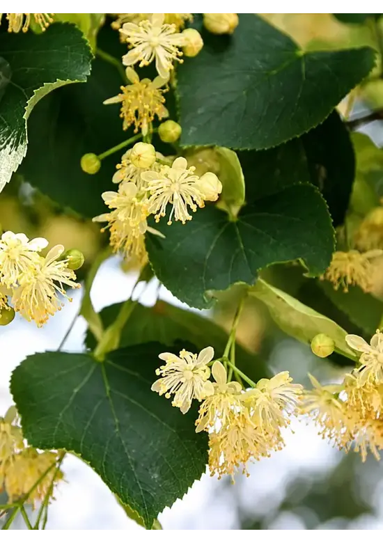 Winterlinde 'Rancho' | Tilia cordata 'Rancho'