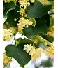 Winterlinde 'Rancho' | Tilia cordata 'Rancho'
