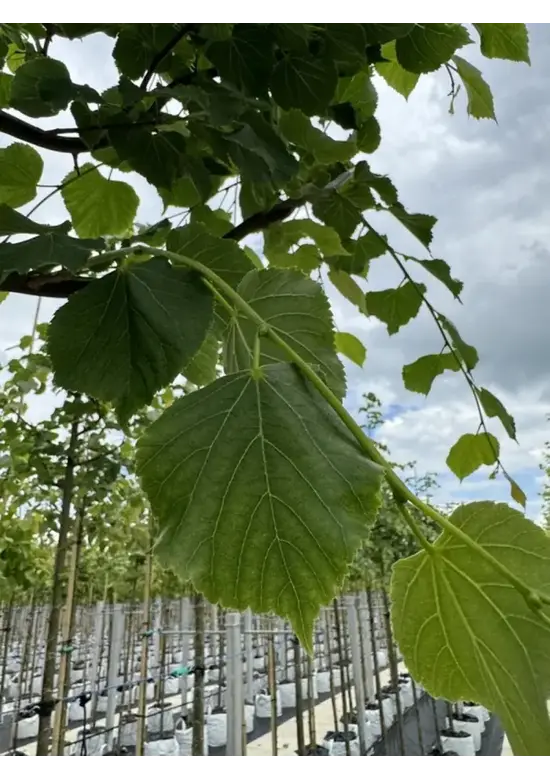 Winterlinde 'Rancho' | Tilia cordata 'Rancho'