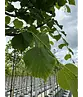 Winterlinde 'Rancho' | Tilia cordata 'Rancho'