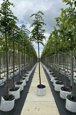Winterlinde 'Rancho' | Tilia cordata 'Rancho'