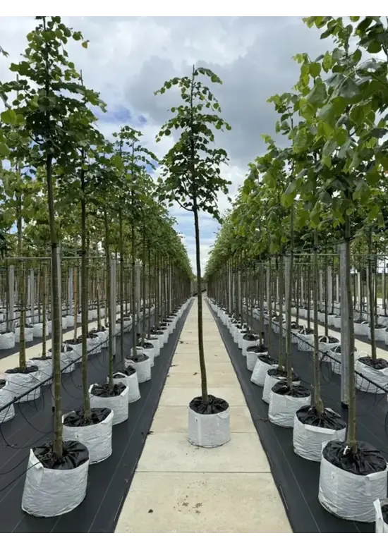 Winterlinde 'Rancho' | Tilia cordata 'Rancho'