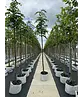 Winterlinde 'Rancho' | Tilia cordata 'Rancho'
