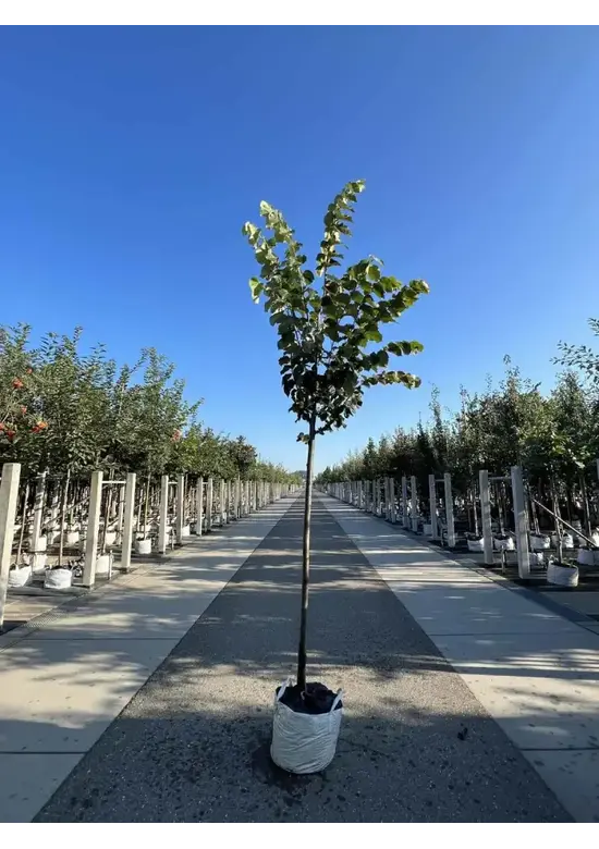 Silber-Linde 'Brabant' | Tilia tomentosa 'Brabant'