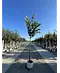 Silber-Linde 'Brabant' | Tilia tomentosa 'Brabant'