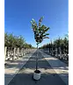 Silber-Linde 'Brabant' | Tilia tomentosa 'Brabant'