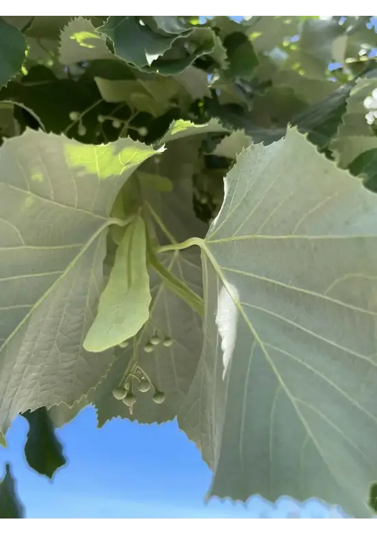 Silber-Linde 'Brabant' | Tilia tomentosa 'Brabant'