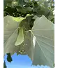 Silber-Linde 'Brabant' | Tilia tomentosa 'Brabant'