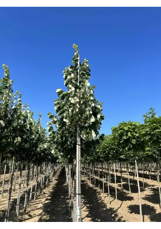 Silber-Linde 'Brabant' | Tilia tomentosa 'Brabant'
