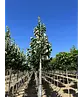 Silber-Linde 'Brabant' | Tilia tomentosa 'Brabant'