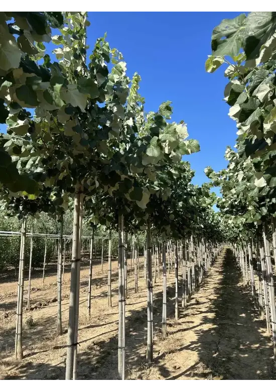 Silber-Linde 'Brabant' | Tilia tomentosa 'Brabant'