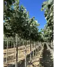 Silber-Linde 'Brabant' | Tilia tomentosa 'Brabant'
