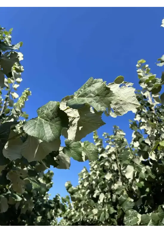 Silber-Linde 'Brabant' | Tilia tomentosa 'Brabant'