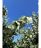 Silber-Linde 'Brabant' | Tilia tomentosa 'Brabant'