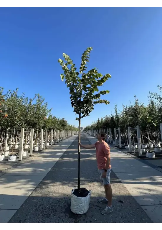 Silber-Linde 'Brabant' | Tilia tomentosa 'Brabant'
