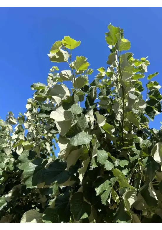 Silber-Linde 'Brabant' | Tilia tomentosa 'Brabant'