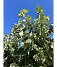 Silber-Linde 'Brabant' | Tilia tomentosa 'Brabant'