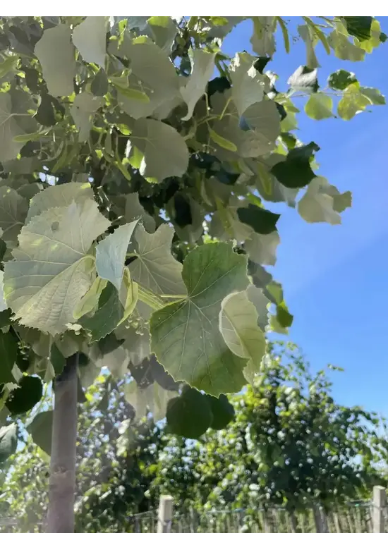 Silber-Linde 'Brabant' | Tilia tomentosa 'Brabant'