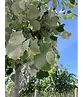 Silber-Linde 'Brabant' | Tilia tomentosa 'Brabant'