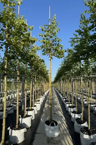 Henrys Linde | Tilia henryana