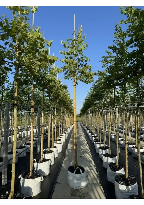Henrys Linde | Tilia henryana