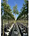 Henrys Linde | Tilia henryana