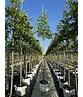 Henrys Linde | Tilia henryana