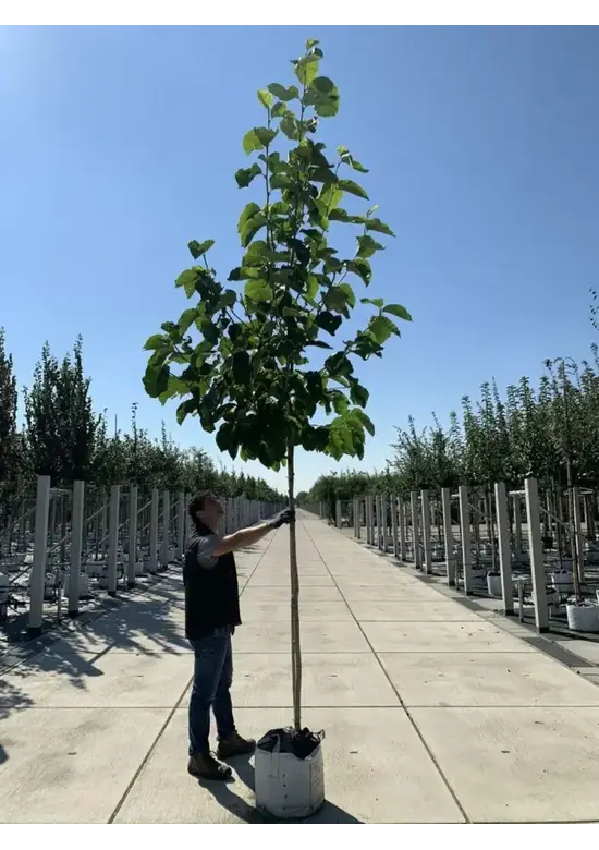Henrys Linde | Tilia henryana
