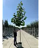 Henrys Linde | Tilia henryana