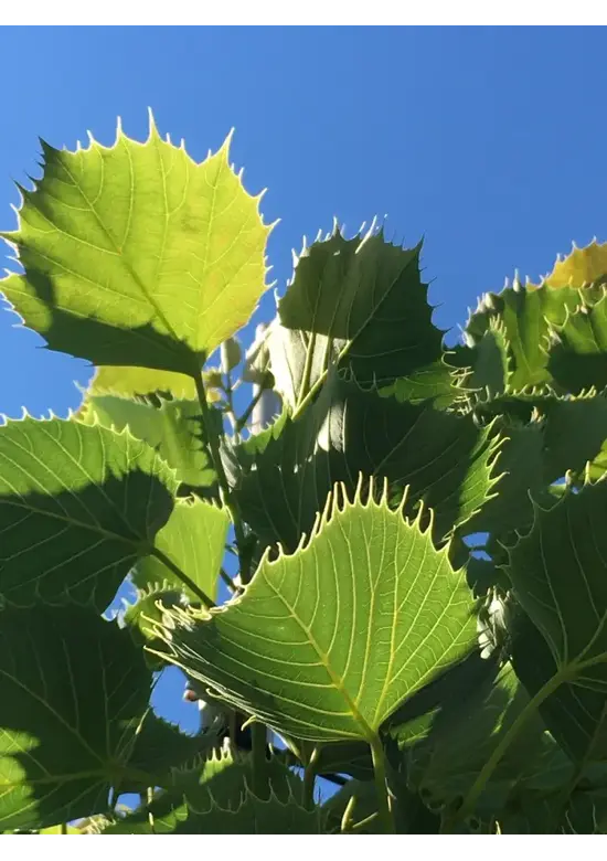 Henrys Linde | Tilia henryana