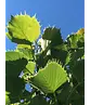 Henrys Linde | Tilia henryana