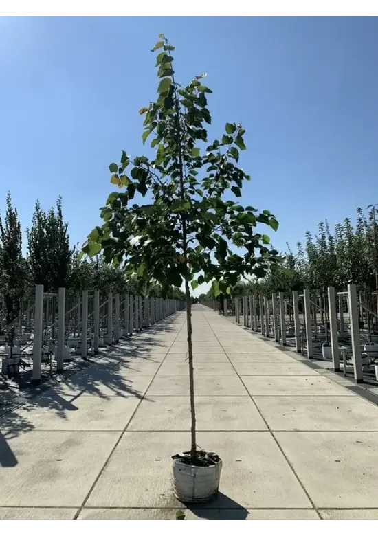 Henrys Linde | Tilia henryana