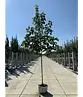Henrys Linde | Tilia henryana
