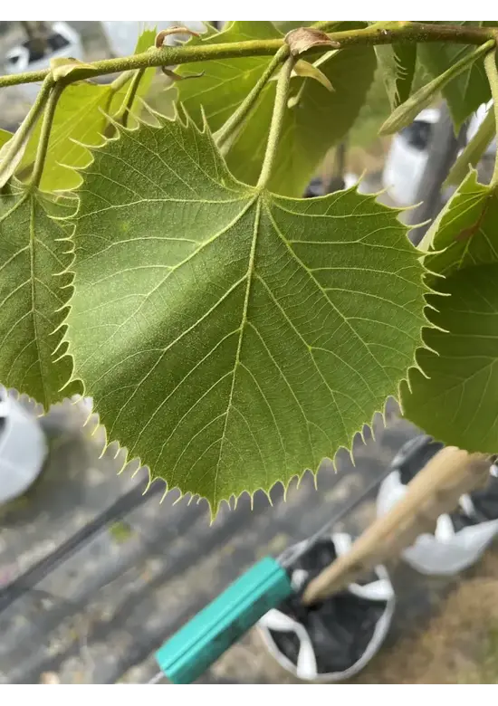 Henrys Linde | Tilia henryana