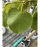 Henrys Linde | Tilia henryana