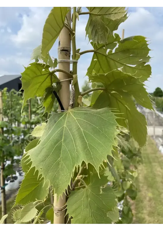 Henrys Linde | Tilia henryana