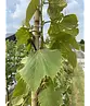 Henrys Linde | Tilia henryana