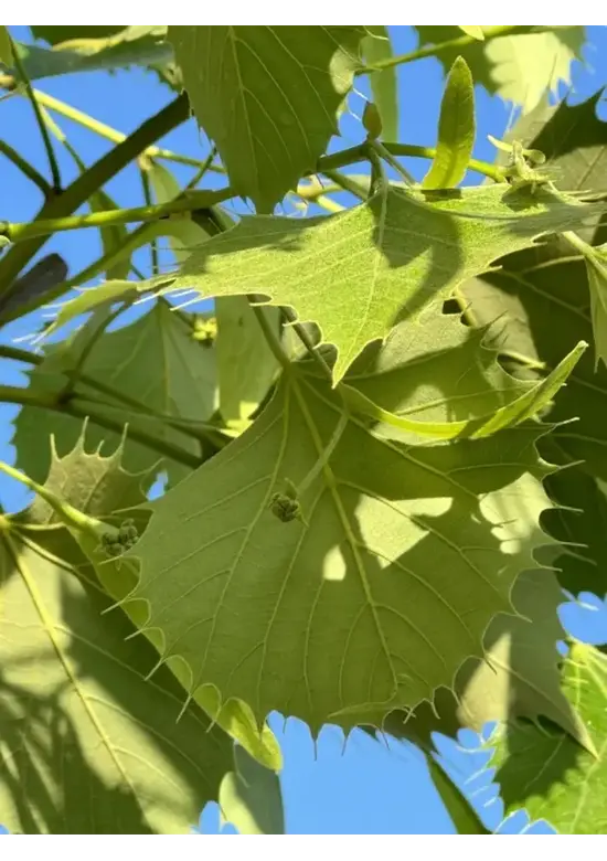 Henrys Linde | Tilia henryana