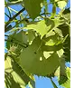 Henrys Linde | Tilia henryana
