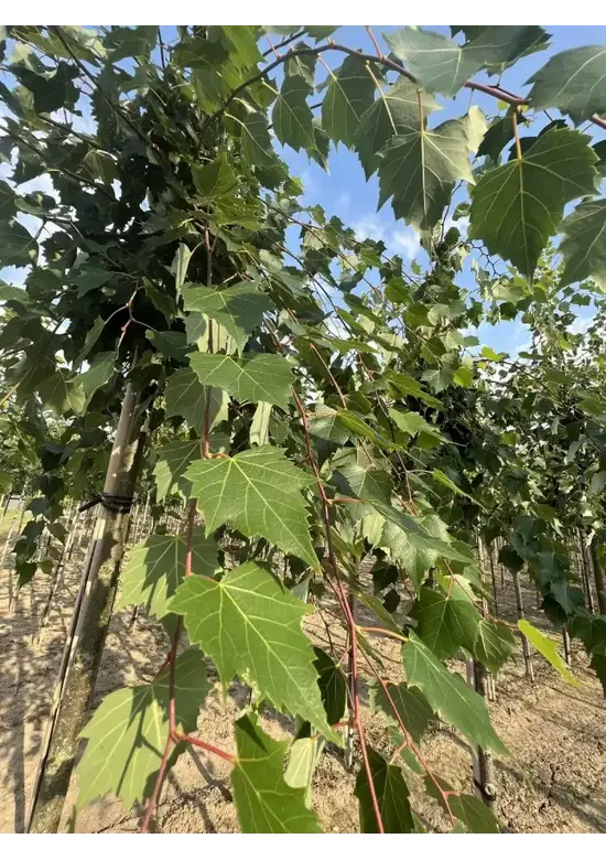 Mongolische-Linde | Tilia mongolica