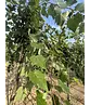 Mongolische-Linde | Tilia mongolica