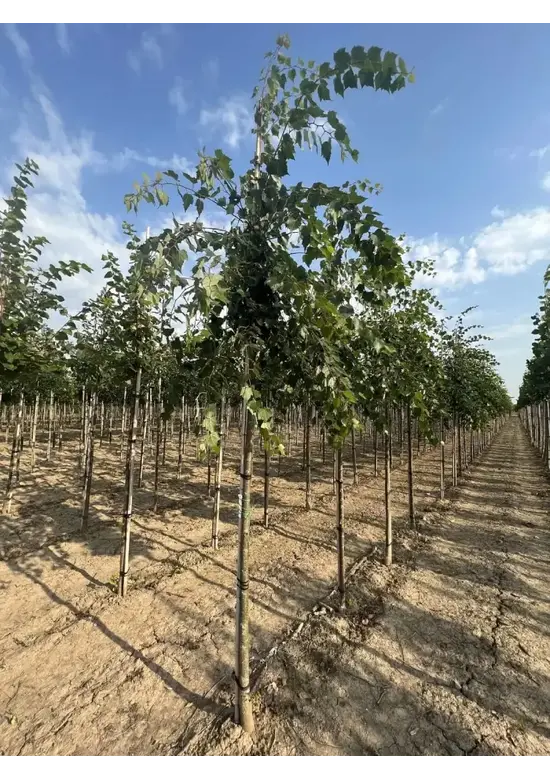 Mongolische-Linde | Tilia mongolica