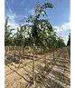 Mongolische-Linde | Tilia mongolica