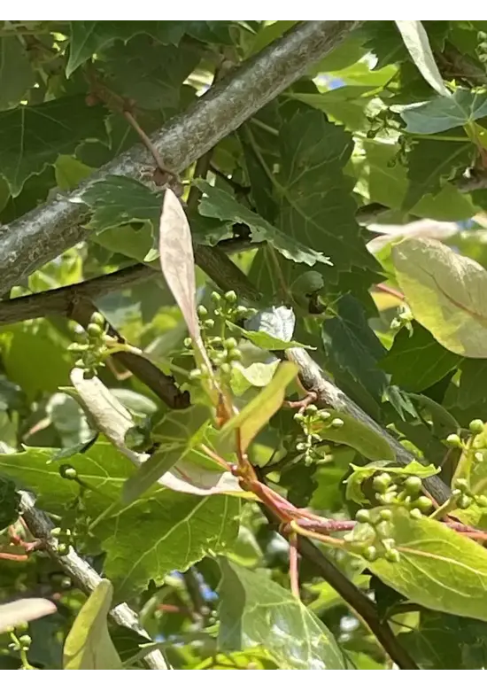Mongolische-Linde | Tilia mongolica