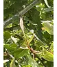 Mongolische-Linde | Tilia mongolica